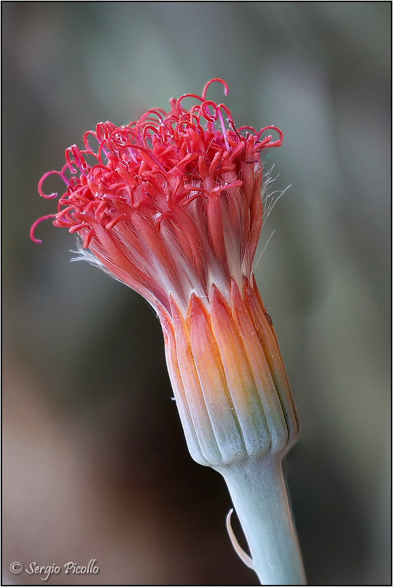 Senecio stapeliiformis 