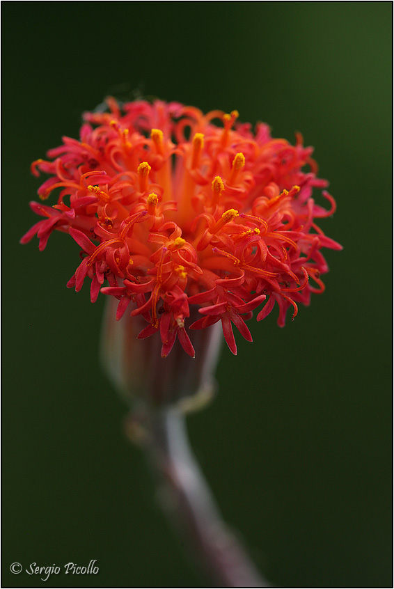 Senecio stapeliiformis 