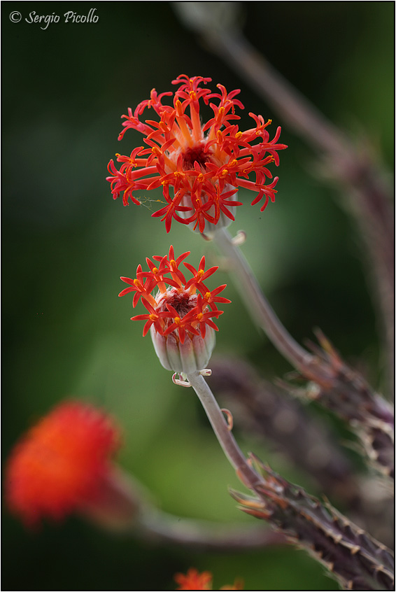 Senecio stapeliiformis 