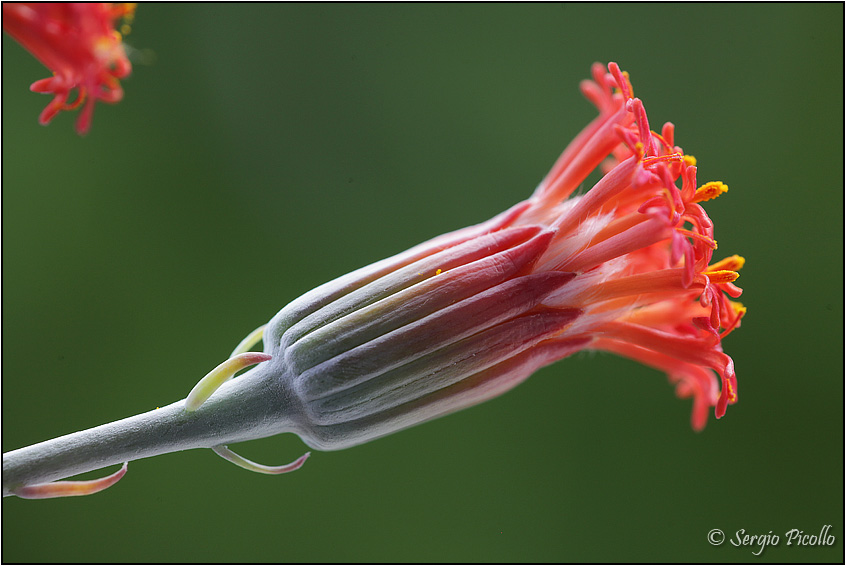 Senecio stapeliiformis 