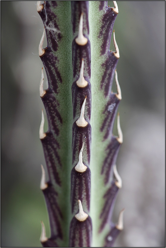 Senecio stapeliiformis 