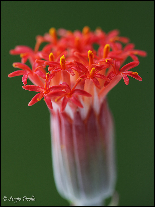 Senecio stapeliiformis 