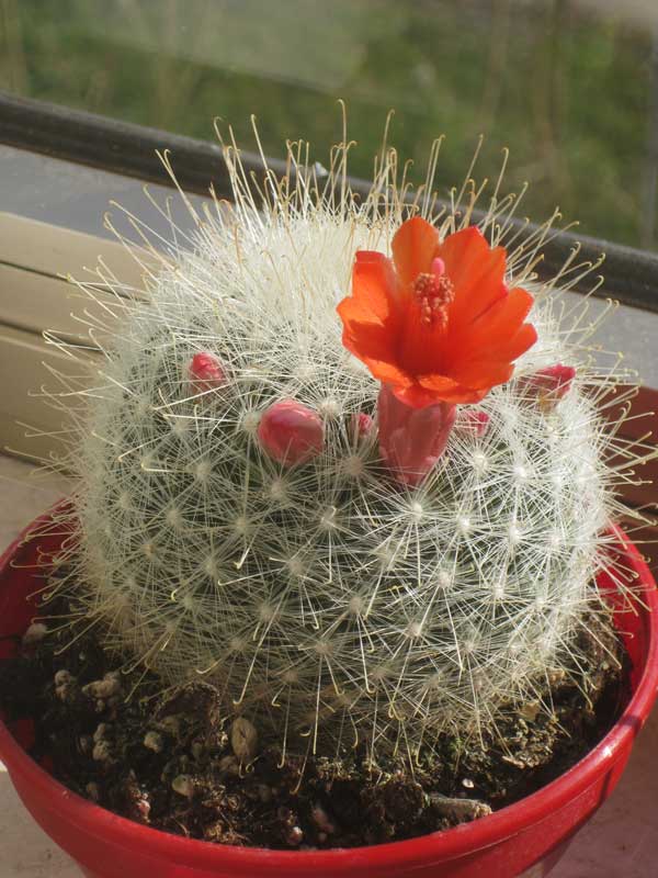 Mammillaria senilis 