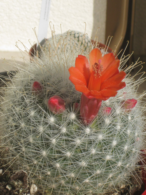 Mammillaria senilis 