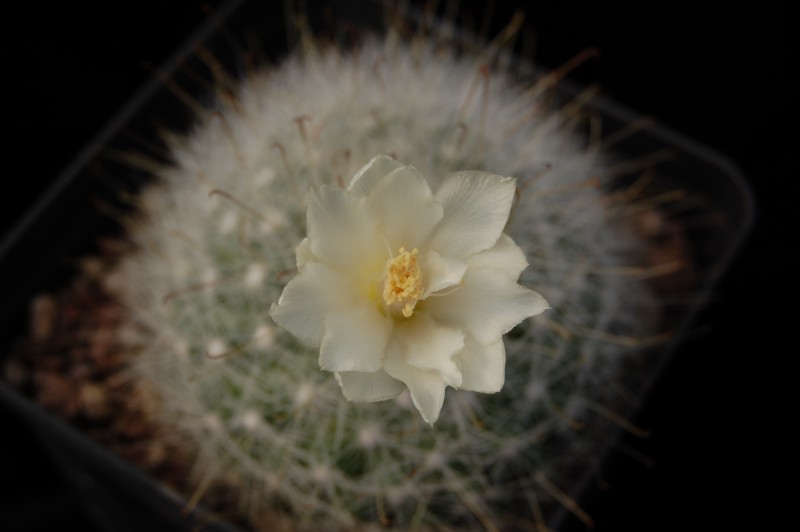 Mammillaria senilis 