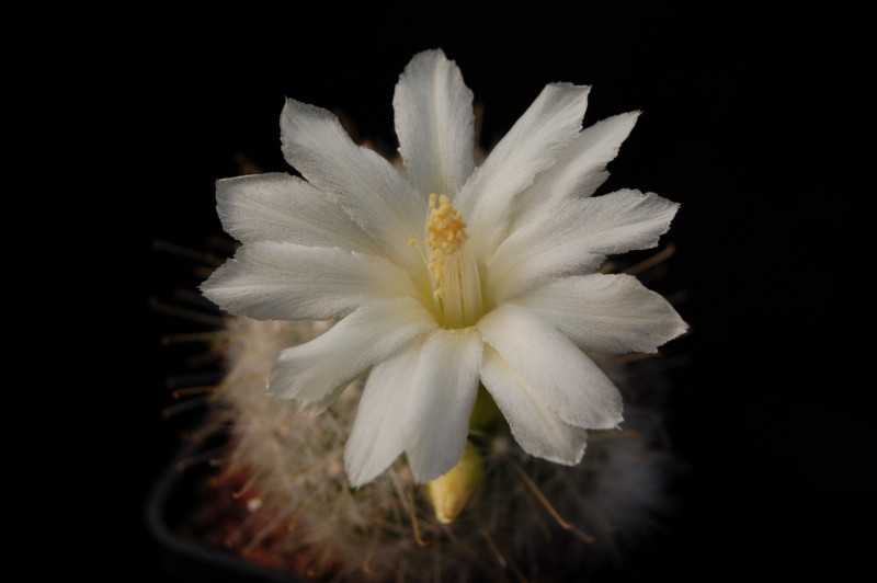 Mammillaria senilis 