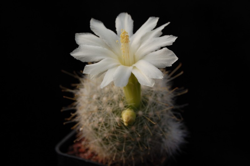 Mammillaria senilis 