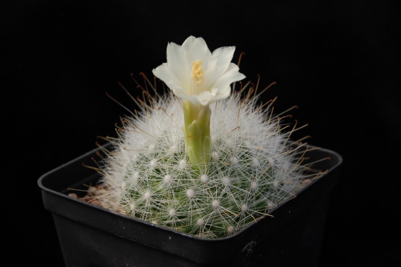 Mammillaria senilis 