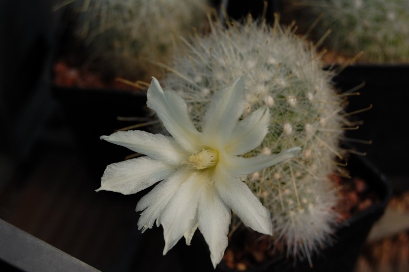 Mammillaria senilis 