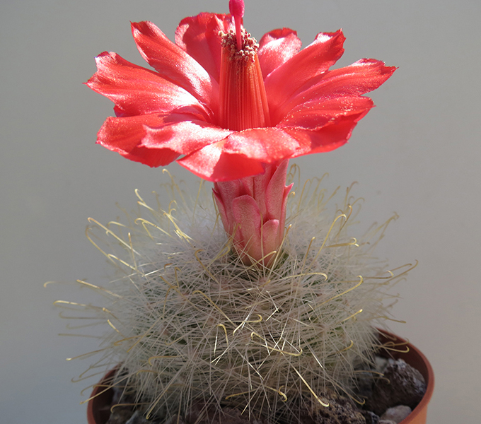 Mammillaria senilis 