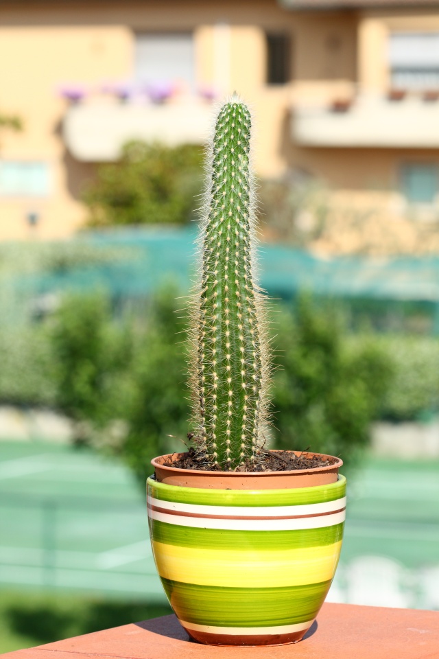 Cleistocactus winteri  