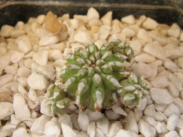 Euphorbia sepulta 