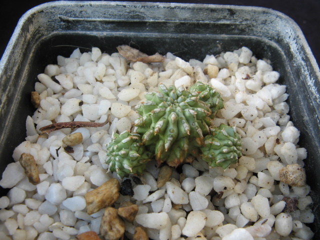 Euphorbia sepulta 