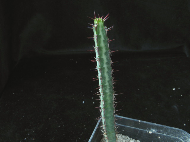 Euphorbia serendipita 