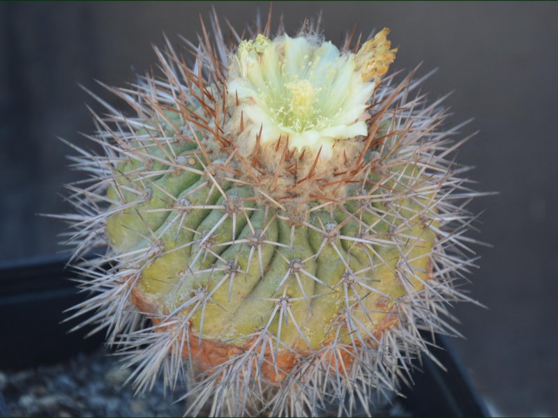 Copiapoa serpentisulcata 