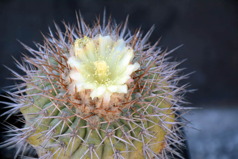 Copiapoa serpentisulcata 