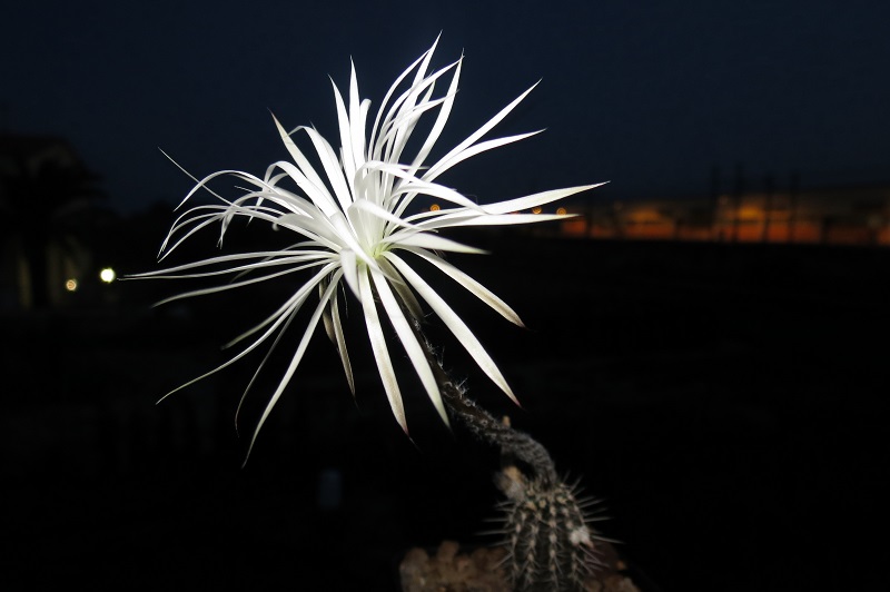 Setiechinopsis mirabilis 