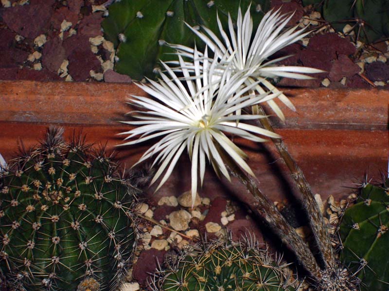 Setiechinopsis mirabilis 