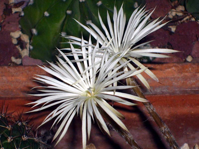 Setiechinopsis mirabilis 