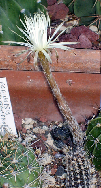 Setiechinopsis mirabilis 