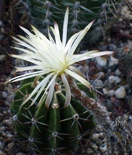 Setiechinopsis mirabilis 