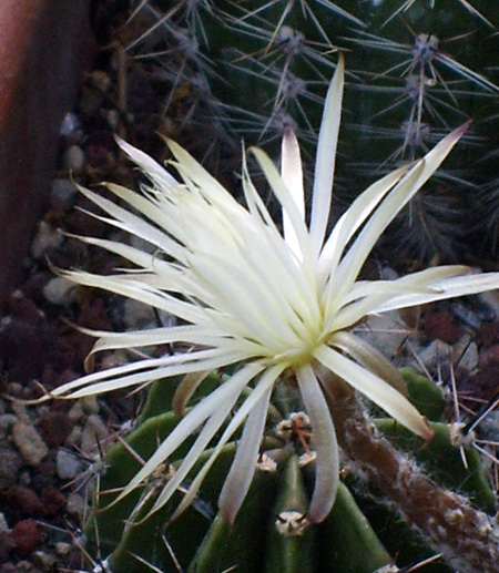 Setiechinopsis mirabilis 