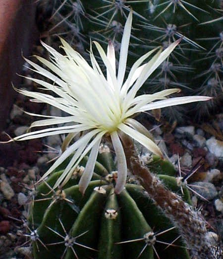 Setiechinopsis mirabilis 