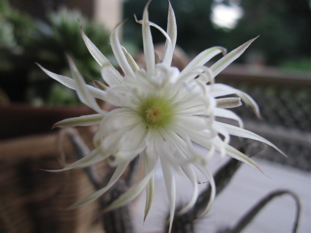 Setiechinopsis mirabilis 