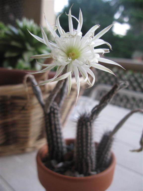 Setiechinopsis mirabilis 