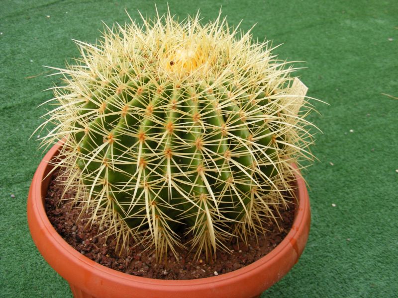 Echinocactus grusonii 