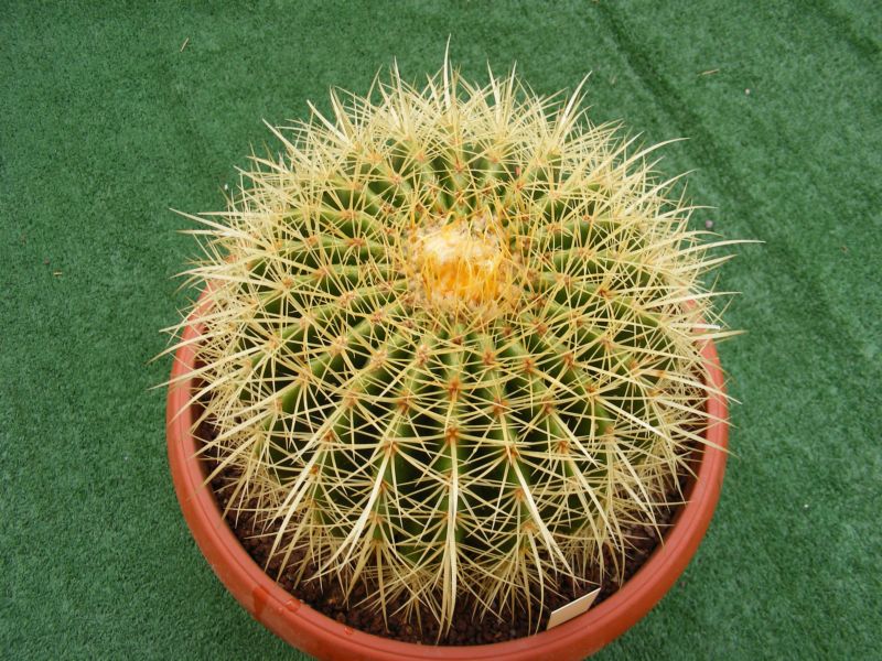 Echinocactus grusonii 