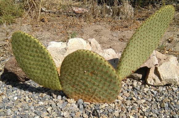 Opuntia scheerii 