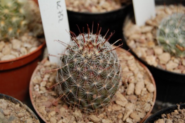 Mammillaria sheldonii DC 752