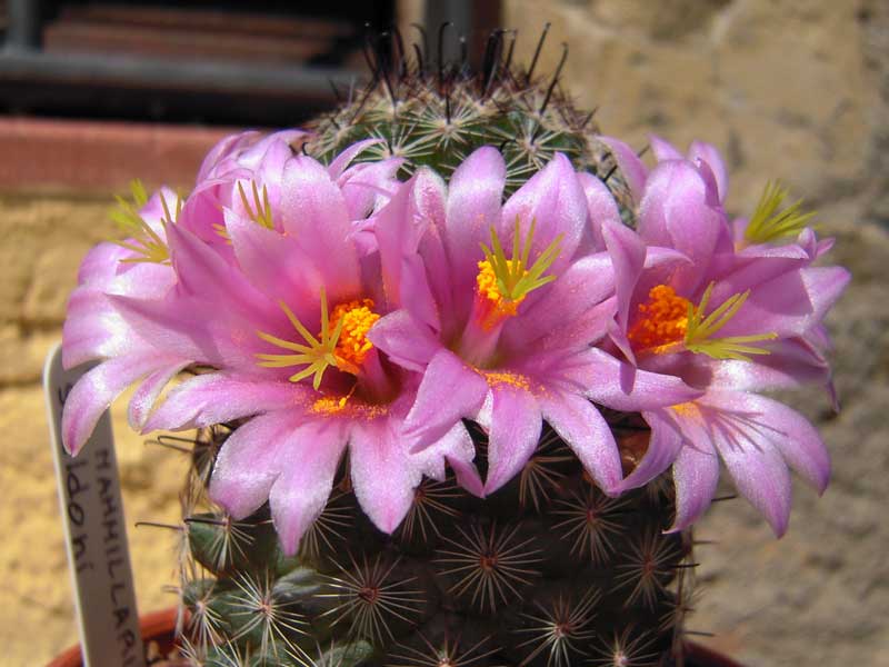 Mammillaria sheldonii 