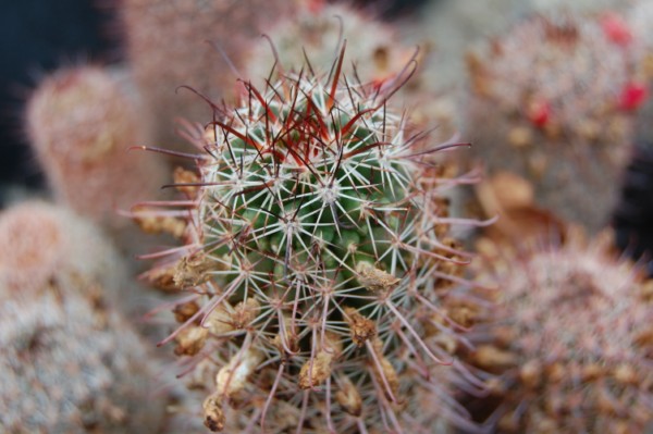 Mammillaria sheldonii SB 545