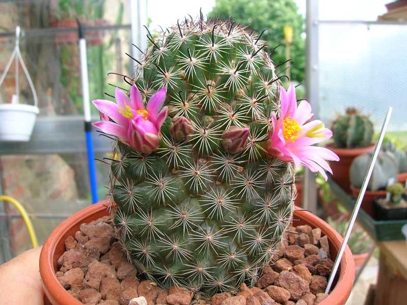 Mammillaria sheldonii 