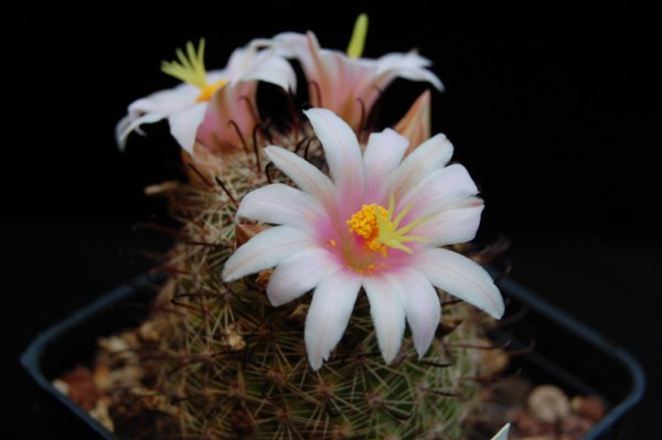 Mammillaria sheldonii 