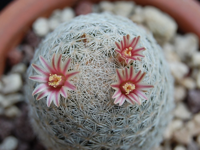 Mammillaria denudata 