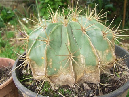 ferocactus histrix 