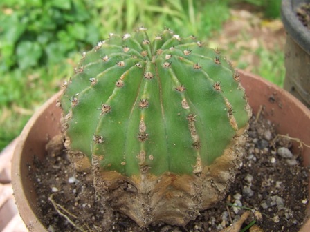 Echinopsis eyriesii 
