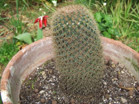 Mammillaria spinosissima 