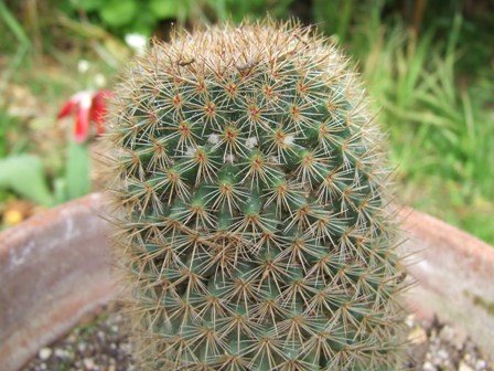 3)bis  Mammilaria? ? 