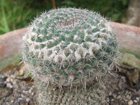 Mammilaria hahiniana 