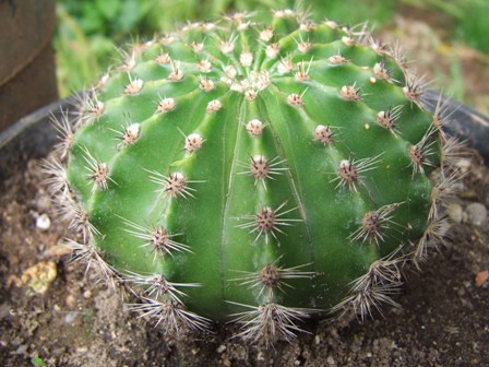 Echinopsis ? 