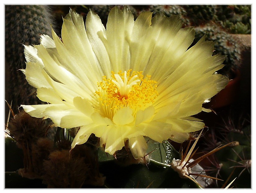 Astrophytum ornatum 