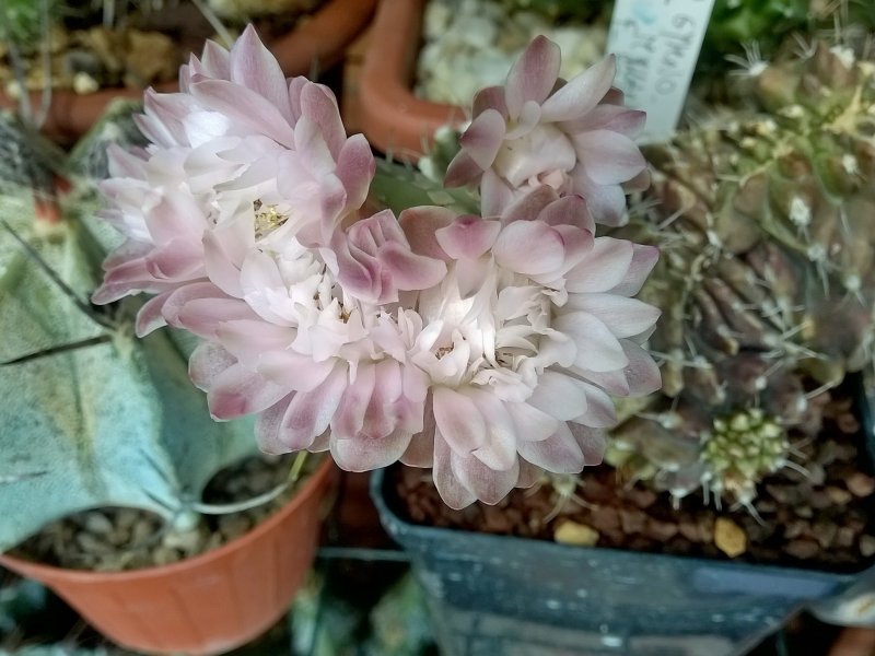 Gymnocalycium friedrichii f. monstruosum 