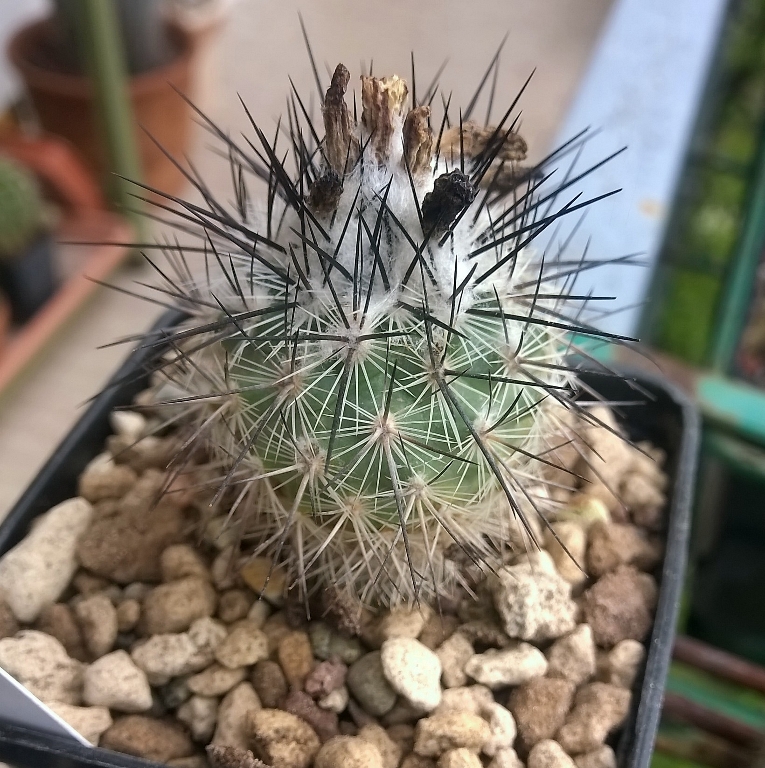 Turbinicarpus viereckii ssp. major L 730