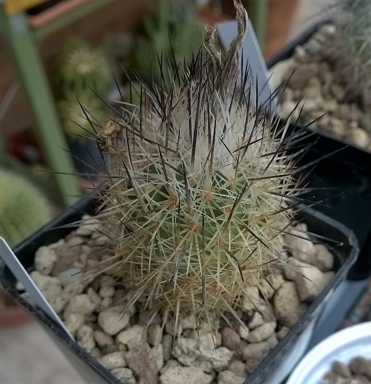 Turbinicarpus beguinii 