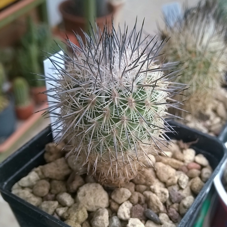 Turbinicarpus pailanus L 1035