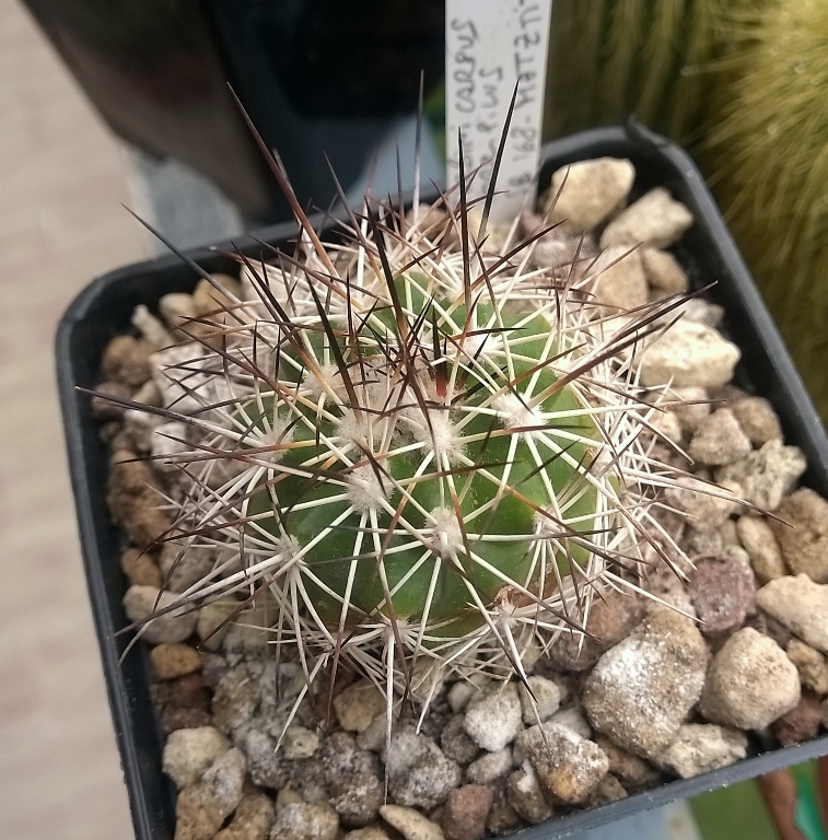 Turbinicarpus horripilus SB 168